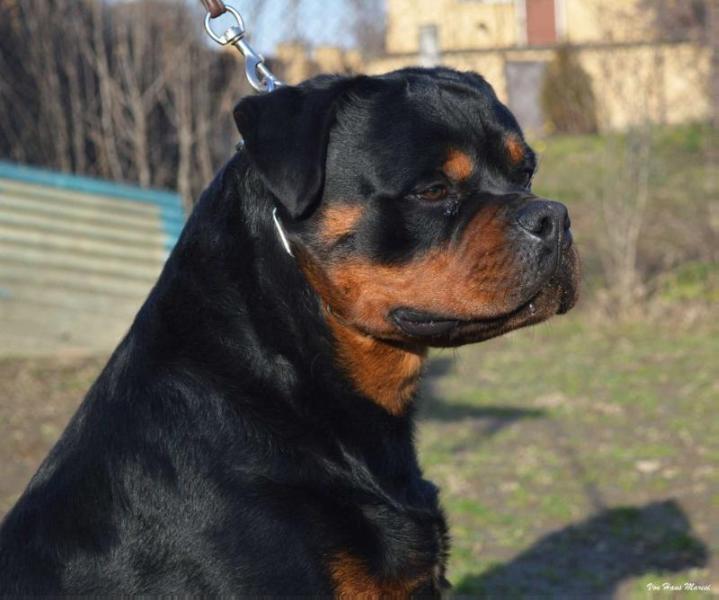 ADOLPH HAUS OF TANACKOVIC | Rottweiler 