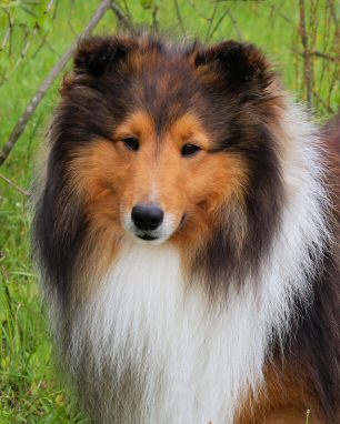 Goodtimes Too Hot To Handle | Shetland Sheepdog 