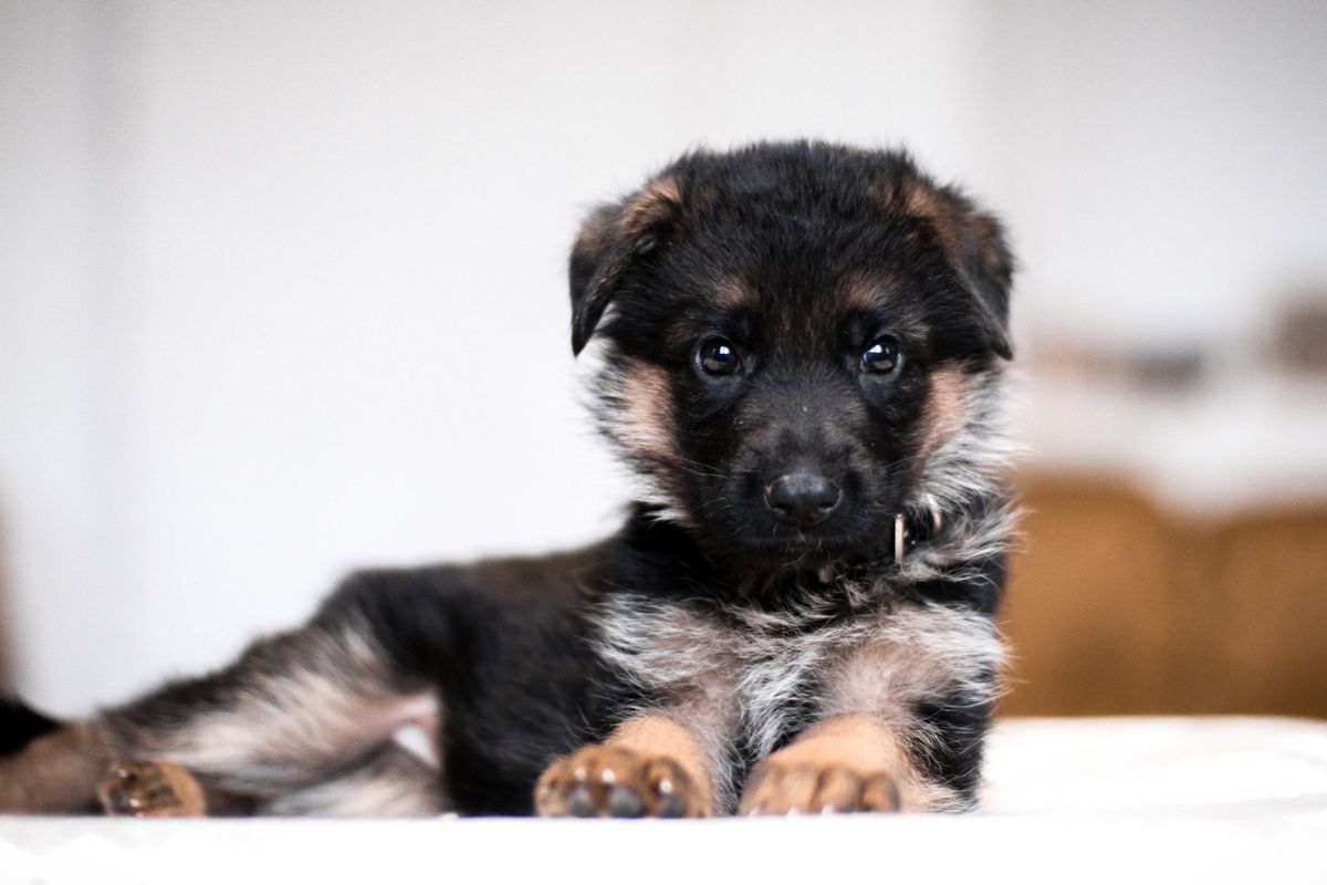 Paslaptis Laukine vilkauoge | German Shepherd Dog 
