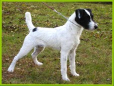 Swift Run Flash | Jack Russell Terrier 