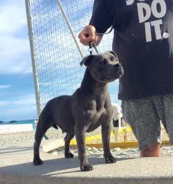 Jersey of Deleans | Staffordshire Bull Terrier 