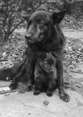 Arvensis' Arinda | Dutch Shepherd 