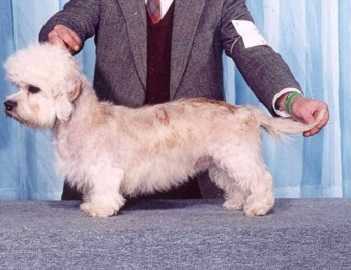 Glahms Golden Kieran | Dandie Dinmont Terrier 