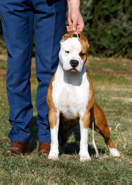 Sara Cosa Nostra Impero | American Staffordshire Terrier 