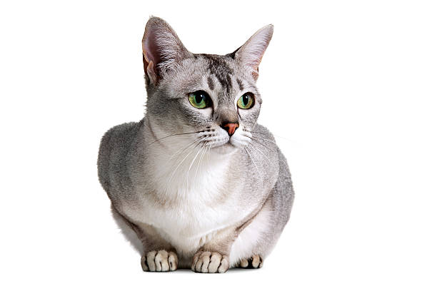 Burmilla Cat