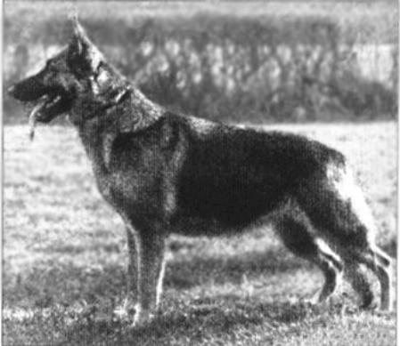 Rike von Colonia Agrippina | German Shepherd Dog 