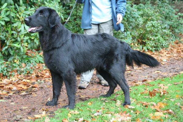 Eiber v.d. Geasten | Flat-Coated Retriever 