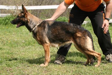 Unica della Decima Mas | German Shepherd Dog 