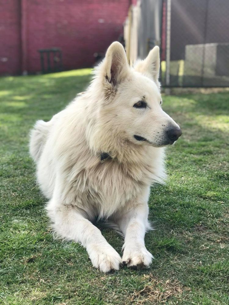 DULKANCELLIN HUSIHUILKE Mountain Wolves | White Swiss Shepherd Dog 