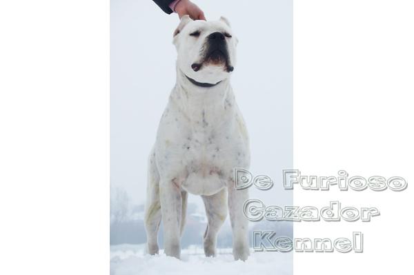 Corrientes de furioso cazador | Argentine Dogo 