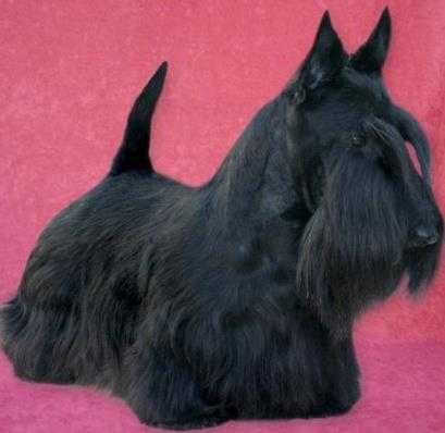 Ravenscraig two bears | Scottish Terrier 