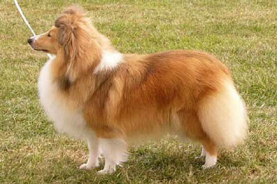 Mohnesee Bewitched | Shetland Sheepdog 