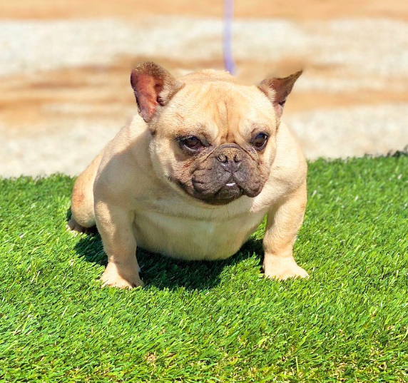 Roman Empire Lil Bit | French Bulldog 