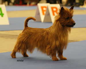 Jaskarin Peperoncino | Australian Terrier 