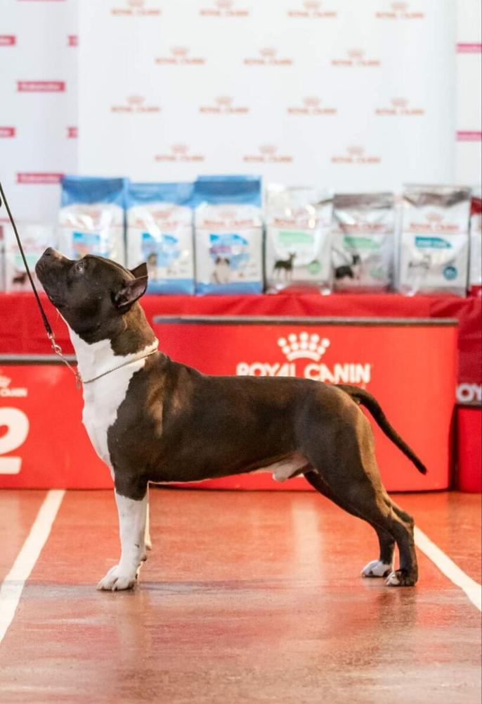 LAN-BRIGHT BUGATTI BLACK | American Staffordshire Terrier 