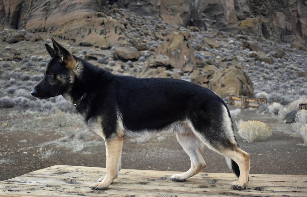 Yukon Re-Star | German Shepherd Dog 