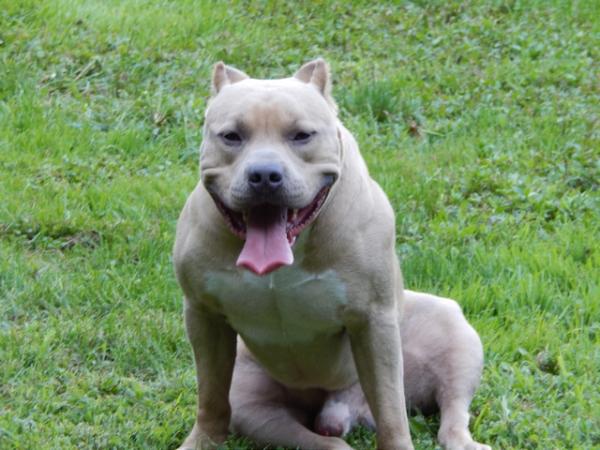 Blue Passion's Rhajah | American Pit Bull Terrier 