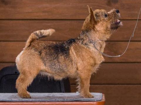 Brait Nouz Chip Ap My Heart | Norwich Terrier 