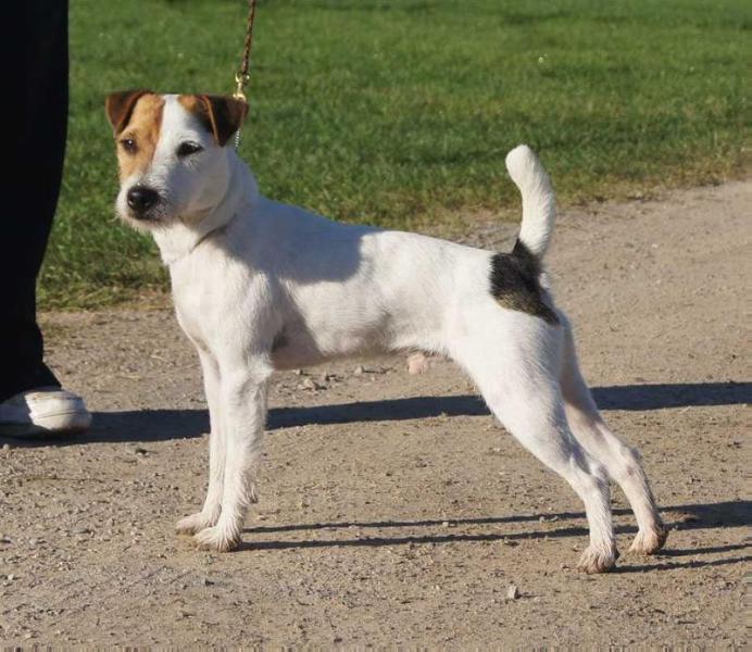 Conquest Rival | Jack Russell Terrier 