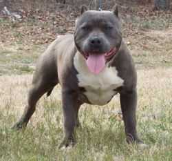 Bang's Smokin Gun | American Pit Bull Terrier 