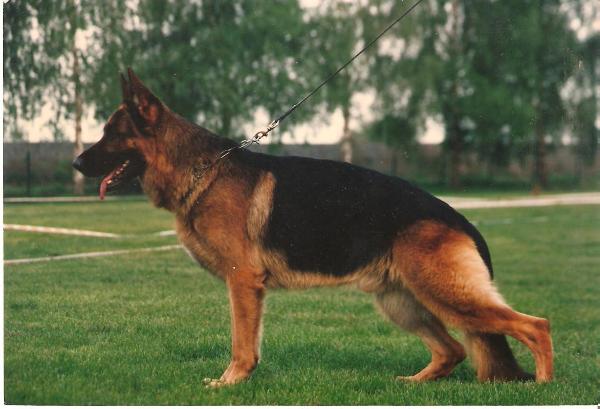 Enzo von der Burg Aliso | German Shepherd Dog 