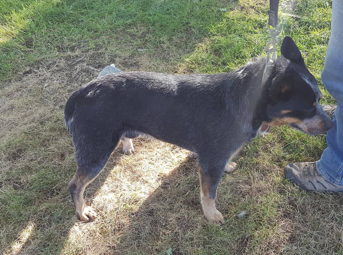 Jack Healing An Sor | Australian Cattle Dog 