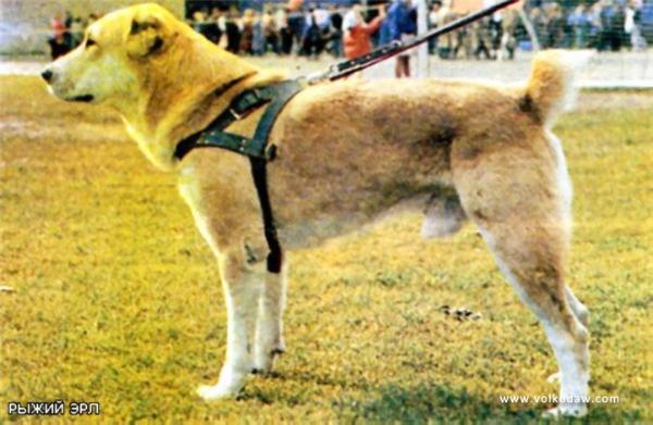 Rihziy Erl | Central Asian Shepherd Dog 