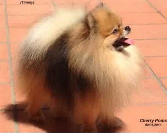 Damascusroad Deepsea Timetable | Pomeranian 