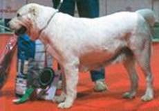 Ahtana | Central Asian Shepherd Dog 