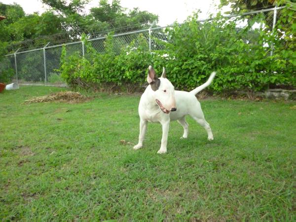 Rosa Parks | Bull Terrier 