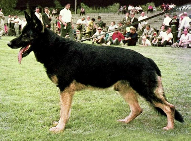 Bodo vom Lierberg | German Shepherd Dog 