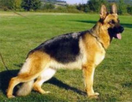 Connie vom Reichertshof | German Shepherd Dog 