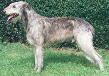 Tiriliffin Georgian | Irish Wolfhound 