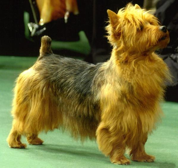 Benayr Worldwide Webster | Australian Terrier 