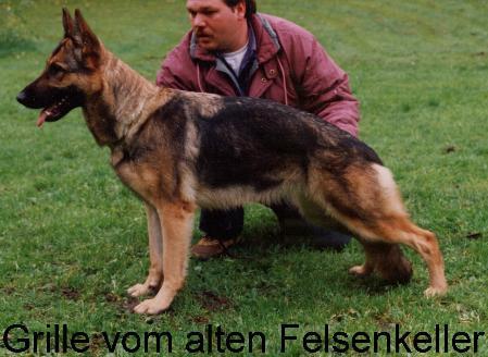 Grille vom alten Felsenkeller | German Shepherd Dog 