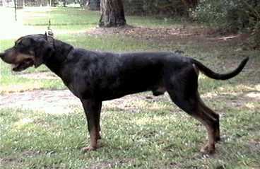 Jesse | Catahoula Leopard Dog 