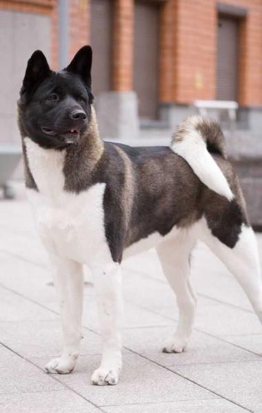 AYSHA | Akita 