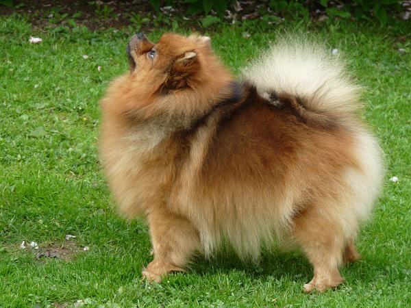 Misha Kaveta Bohemia | German Spitz 