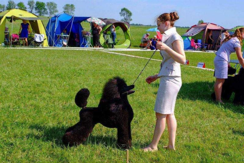 Fidel Garlic Girl | Poodle 