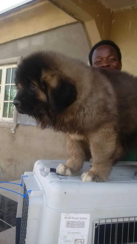 O-Tymon De Brailita | Caucasian Mountain Dog 