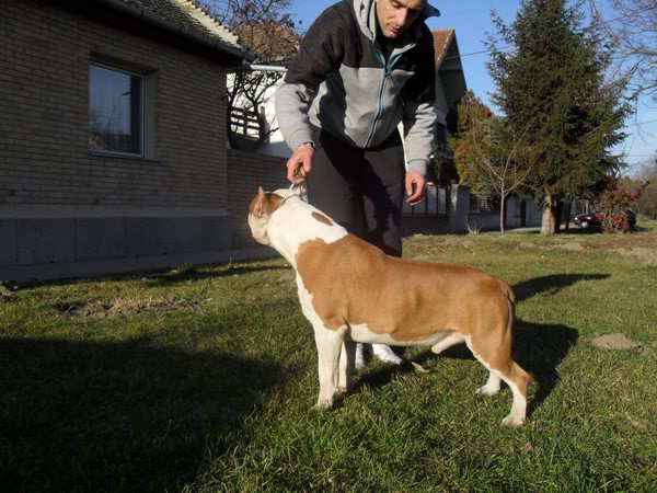 Dangerous Player Bonebreaker | American Staffordshire Terrier 