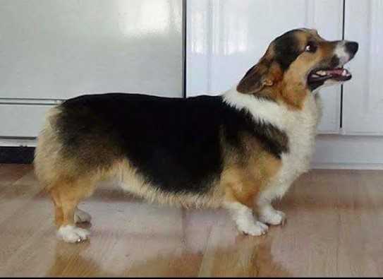 Cbs Red Red Redneck Crazy | Pembroke Welsh Corgi 