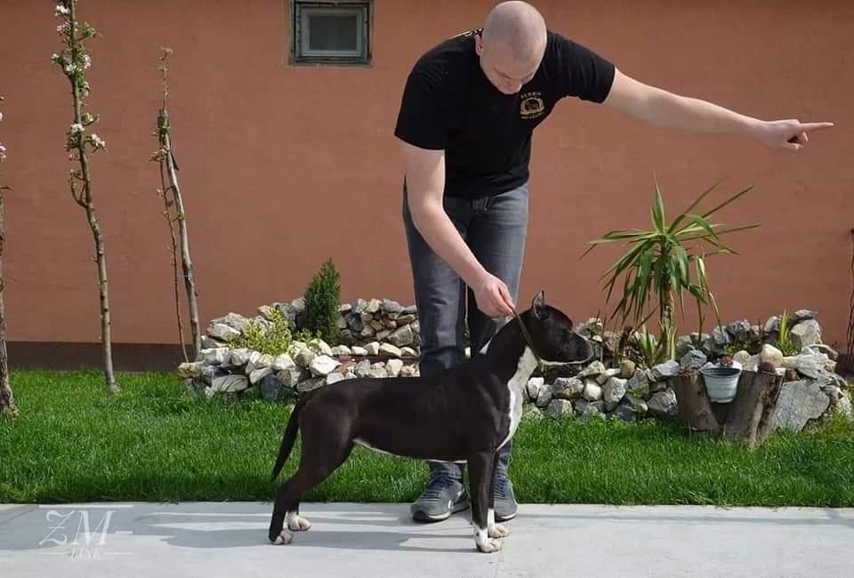 Cobra ZM-Line | American Staffordshire Terrier 