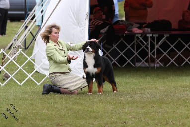 Adesa's Virtuoso | Bernese Mountain Dog 