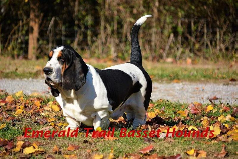 Newdown Bassets You Raise Me Up | Basset Hound 