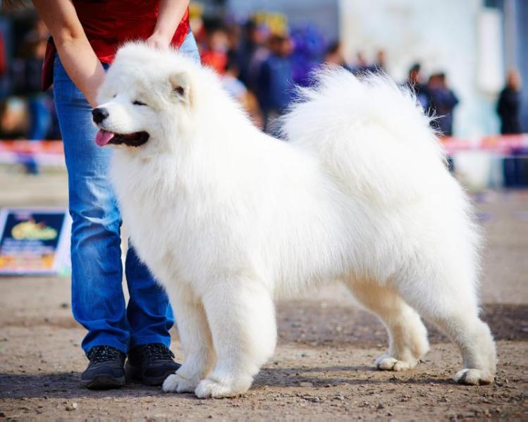 Snezhnyi Rifei Fabio Polet Vetra | Samoyed 