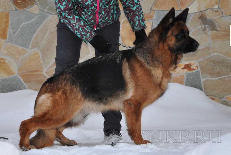 Zilber Wasserfall SHALLE | German Shepherd Dog 
