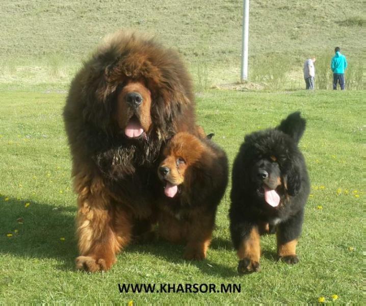 GALT | Tibetan Mastiff 