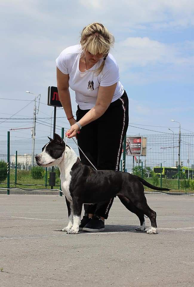Virginia Anzheda's iz Terrier Siti | American Staffordshire Terrier 