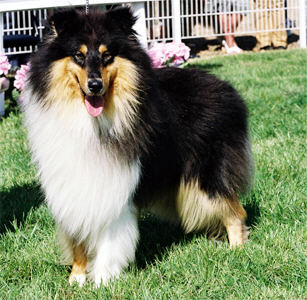 Tarmac du Chemin des Randonnées | Rough Collie 